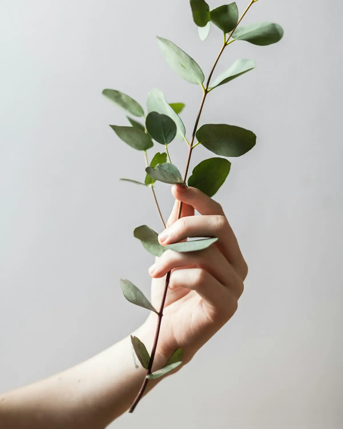 A sprig of fresh botanical greenery held in an open hand